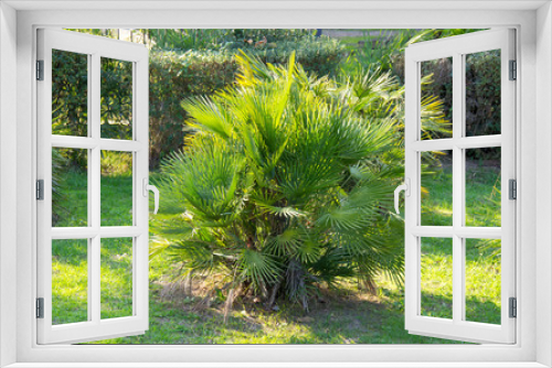 Fototapeta Naklejka Na Ścianę Okno 3D - Chamaerops humilis is the only palm growing in Europe, so it is also called the European fan palm.