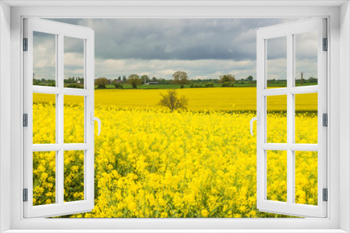 Fototapeta Naklejka Na Ścianę Okno 3D - Beautiful spring rural landscape with blooming yellow rapsseed field and cloudly sky. Horizon line