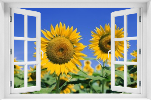 Fototapeta Naklejka Na Ścianę Okno 3D - Lonely sunflower on a background blue sky