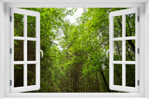 Fototapeta Naklejka Na Ścianę Okno 3D - Beautiful Scenery Of Forest In Sweden. Many Trees With Green Colored Branches. Sunny Spring Or Summer Time