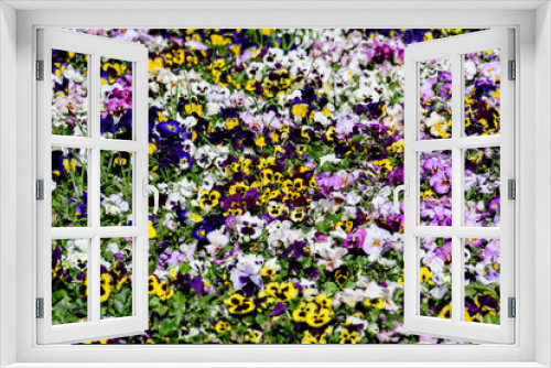 Fototapeta Naklejka Na Ścianę Okno 3D - Background of white, purple, pink and yellow mixed colored pansies or Viola Tricolor flowers in a sunny spring garden, beautiful outdoor floral background photographed with soft focus