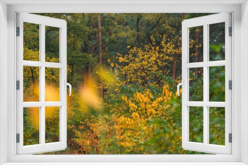 Fototapeta Naklejka Na Ścianę Okno 3D - Woodland with yellow colored foliage during early fall.