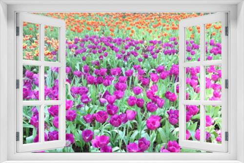 Fototapeta Naklejka Na Ścianę Okno 3D - Colorful tulips in the park.