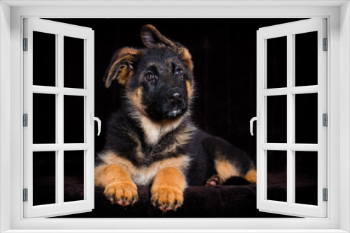 Fototapeta Naklejka Na Ścianę Okno 3D - Shepherd puppy lies on a brown background