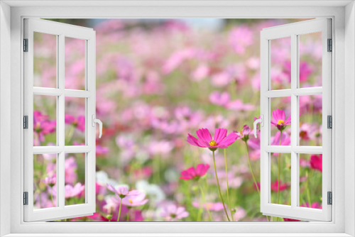 Fototapeta Naklejka Na Ścianę Okno 3D - Delicate Pink cosmos flower garden 