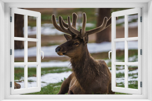 Fototapeta Naklejka Na Ścianę Okno 3D - North American Elk grazing in Rocky Mountain National Park, Colorado