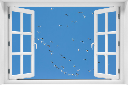 Fototapeta Naklejka Na Ścianę Okno 3D - Kakadus im Schwarm, Australien