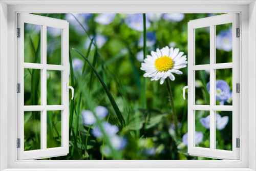 Fototapeta Naklejka Na Ścianę Okno 3D - Beautiful fresh daisies bloom outdoors in the field