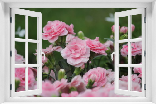 Fototapeta Naklejka Na Ścianę Okno 3D - カーネーションの花