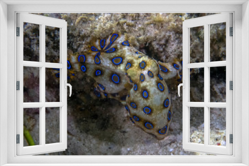Fototapeta Naklejka Na Ścianę Okno 3D - Greater Blue-ringed Octopus (Hapalochlaena lunulata)