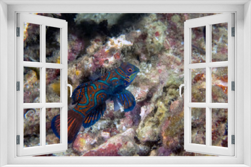 Fototapeta Naklejka Na Ścianę Okno 3D - Colourful Madarinfish (Synchiropus splendidus) on a night dive in the Philippines