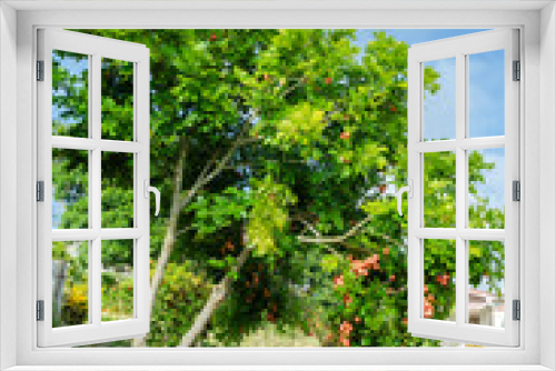 Fototapeta Naklejka Na Ścianę Okno 3D - Ackee Tree With Fruits