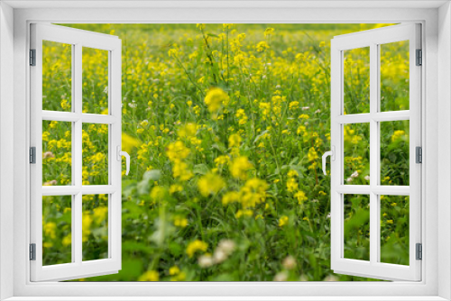 Fototapeta Naklejka Na Ścianę Okno 3D - Blumenwiese in Gelb