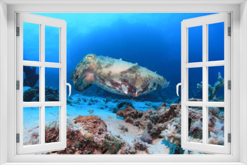 Fototapeta Naklejka Na Ścianę Okno 3D - Cuttlefish profile with blue background