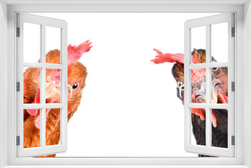 Fototapeta Naklejka Na Ścianę Okno 3D - Portrait of a  funny chickens, closeup, isolated on white background