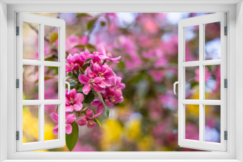 Fototapeta Naklejka Na Ścianę Okno 3D - Pink flowers of blooming tree in spring
