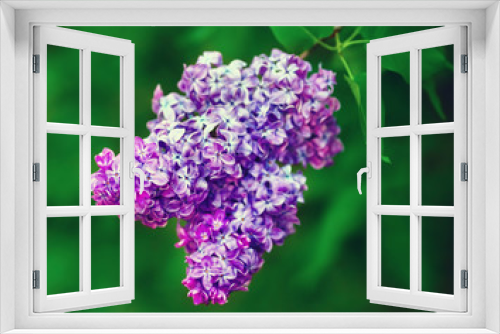Fototapeta Naklejka Na Ścianę Okno 3D - Spring lilac flowers. Lilac blooms in the garden. Selective focus.