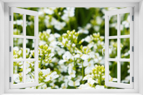 Fototapeta Naklejka Na Ścianę Okno 3D - Arabis caucasica lotti white or mountain rock cress white flowers background vertical