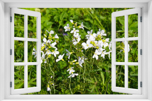 Fototapeta Naklejka Na Ścianę Okno 3D - Arabis procurrens ferdinandi-coburgi or spreading rock cress white flowers in green grass