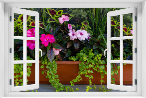 Fototapeta Naklejka Na Ścianę Okno 3D - Floral arrangements. Annual plants in floral decorative compositions. Landscaping of balconies and verandas.