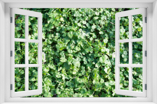 Fototapeta Naklejka Na Ścianę Okno 3D - green grass closeup for background