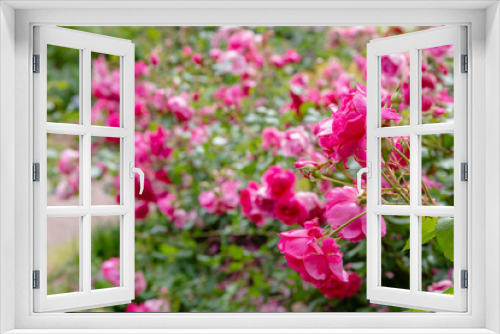 Fototapeta Naklejka Na Ścianę Okno 3D - Beautiful roses close up in the garden on a natural background