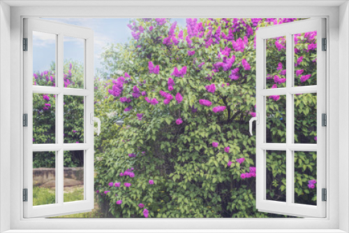 Fototapeta Naklejka Na Ścianę Okno 3D - bushes of blooming purple lilac in the village. spring background with blooming lilac bushes close-up. landscape with blooming lilac bushes.