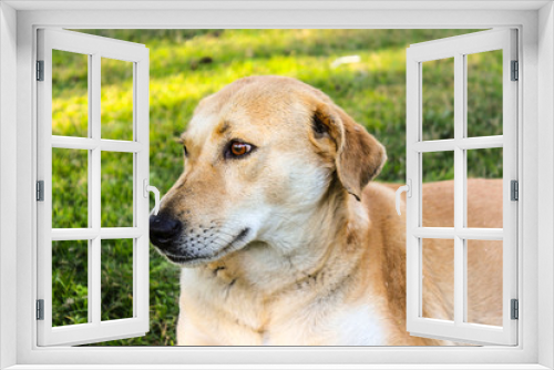 Fototapeta Naklejka Na Ścianę Okno 3D - A picture of dog
