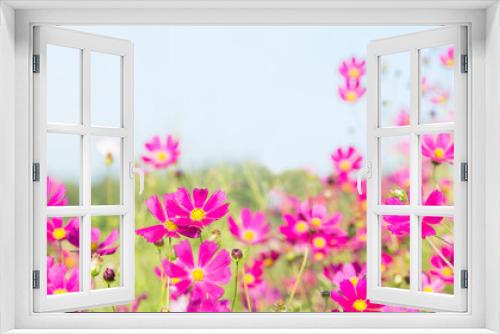 Fototapeta Naklejka Na Ścianę Okno 3D - pink cosmos flowers blooming in a field