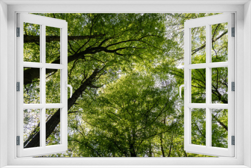 Fototapeta Naklejka Na Ścianę Okno 3D - Cime d'arbre avec son feuillage vert au printemps sous un ciel bleu
