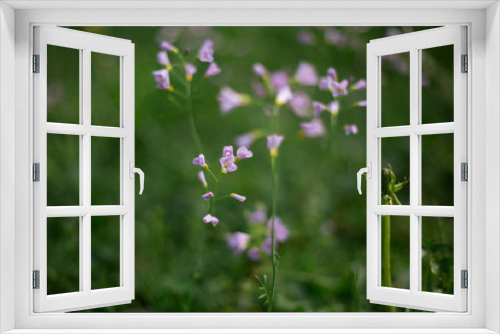 Fototapeta Naklejka Na Ścianę Okno 3D - Lila Blumen in grünem Feld