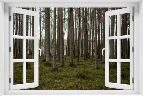 Fototapeta Naklejka Na Ścianę Okno 3D - beautiful clean spruce tree evergreen forest park