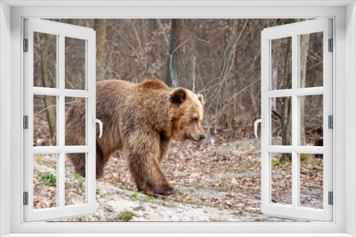 Fototapeta Naklejka Na Ścianę Okno 3D - The brown bear (Ursus arctos),  walking in the forest