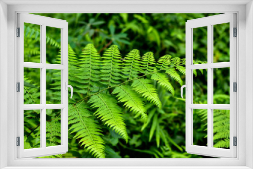 Fototapeta Naklejka Na Ścianę Okno 3D - Green leaf pteridium aquilinum natural green fern in the forest.close up