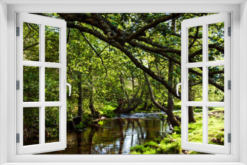 Fototapeta Naklejka Na Ścianę Okno 3D - River with close trees