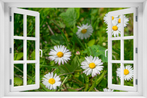Fototapeta Naklejka Na Ścianę Okno 3D - Field chamomile flowers. Camomiles daisy flower meadow.