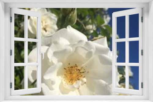 Fototapeta Naklejka Na Ścianę Okno 3D - White rose flowers in the garden