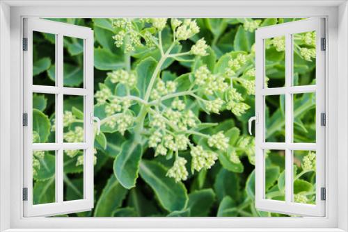 Fototapeta Naklejka Na Ścianę Okno 3D - Top view on green plant, background, nature.