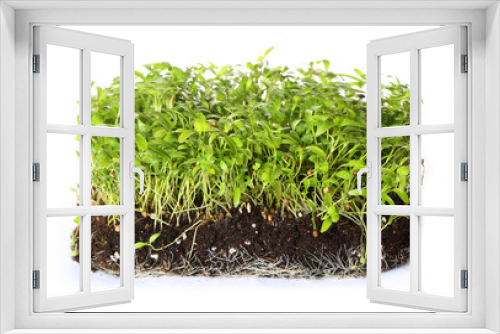 Fototapeta Naklejka Na Ścianę Okno 3D - green coriander sprouts over white background