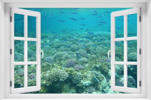 Fototapeta Naklejka Na Ścianę Okno 3D - Schnorcheln Rotes Meer Fischschwarm