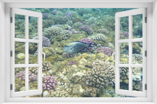 Fototapeta Naklejka Na Ścianę Okno 3D - Schnorcheln Rotes Meer Fischschwarm