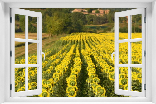 Fototapeta Naklejka Na Ścianę Okno 3D - Lange reihen mit leuchtenden Sonnenblumen auf einem Feld
