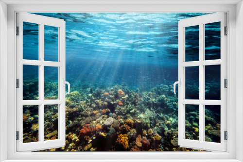 Fototapeta Naklejka Na Ścianę Okno 3D - a Underwater coral reef on the red sea