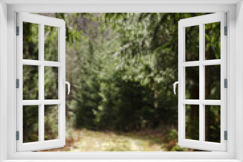 Fototapeta Naklejka Na Ścianę Okno 3D - Framed blurred forest road