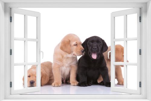 Fototapeta Naklejka Na Ścianę Okno 3D - labrador retriever dogs panting and looking aside happy