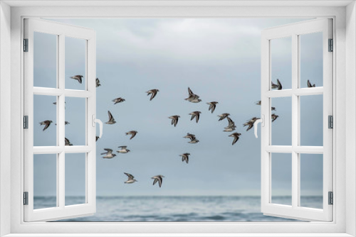 Fototapeta Naklejka Na Ścianę Okno 3D - group of plovers flying over the sea, limicol