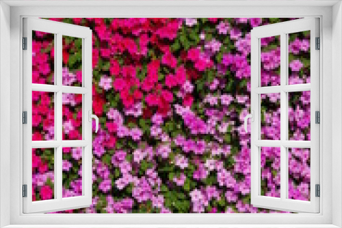 Fototapeta Naklejka Na Ścianę Okno 3D - flowers background bright and colorful