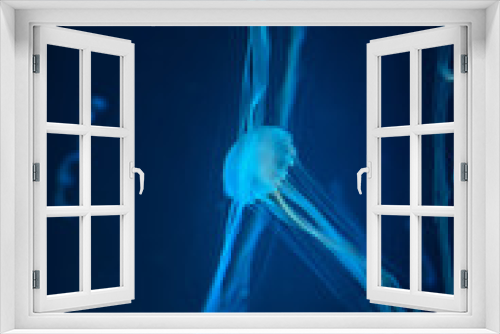 Fototapeta Naklejka Na Ścianę Okno 3D - Jellyfish