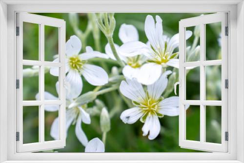 Fototapeta Naklejka Na Ścianę Okno 3D - Snow-in-Summer, Cerastium tomentosum white flowers close up in garden, pretty small spring and summer flowers