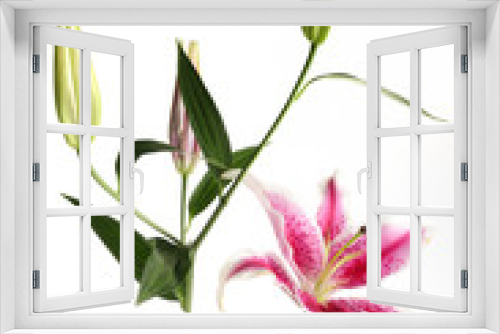 Fototapeta Naklejka Na Ścianę Okno 3D - Pink lily flower isolated on white